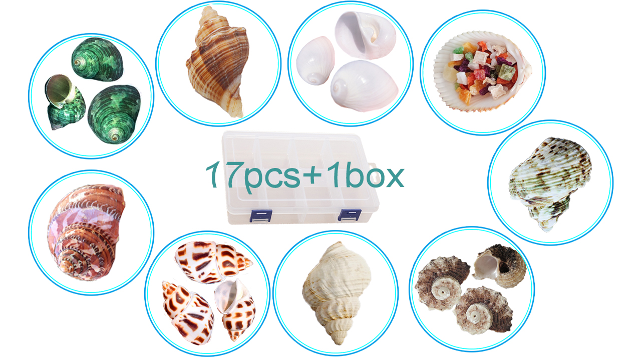 Amazon.com : Hermit Crab Shells 17PCS (9 Types) Medium Small